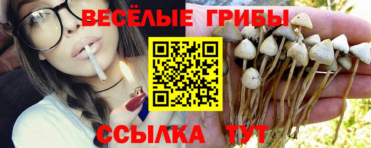 Галлюциногенные грибы Psilocybe Бийск